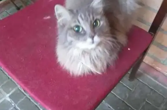 Найдена кошка, Мытищи, фото: Найдена кошка, 3-я Крестьянская ул, 5