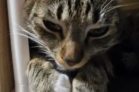 Кошки потеряшки, Южно-Сахалинск, фото: Потеряшка кошка, Комсомольская 47, Ю-Сах.