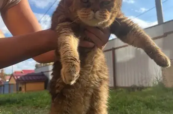 Кошка найдена в районе Северного парка