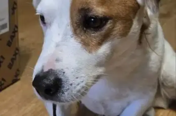 Найдена собака, , фото: Собака найдена на улице Новосёлов, Рязань