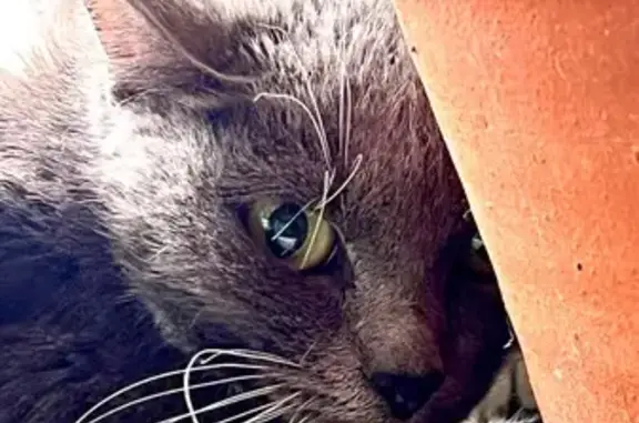 Найдена кошка, Пенза, фото: Кошка найдена, ул. Славы, Пенза