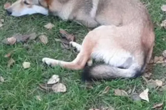 Найдена собака, ул. Юности, 18А