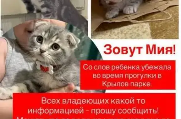 Пропала кошка Мия, Сургут, Югра