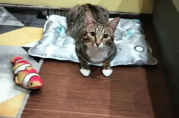 Кошки потеряшки, Орехово-Зуево, фото: Потеряшка кошка, Барышникова 7, Орехово