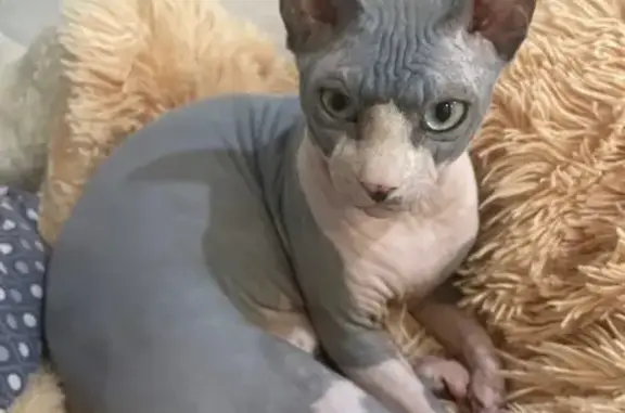 Пропала кошка, Илим-Гора, Пензенская обл.