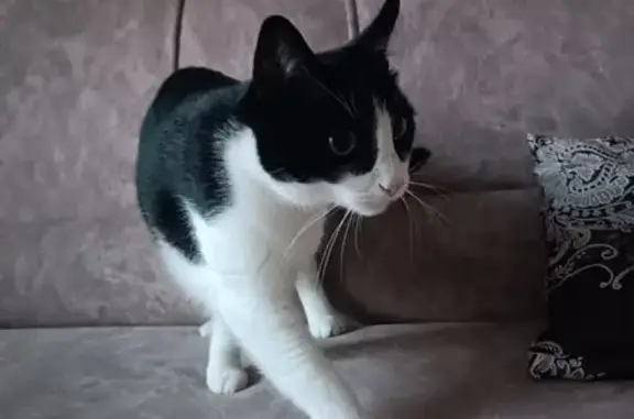 Кошки потеряшки, Набережные Челны, фото: Потеряшка кошка, Набережные Челны, 28/01