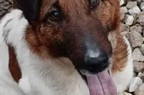 Пропала собака, Ярославская ул. 23