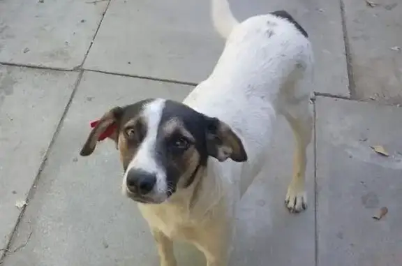 Собаки потеряшки, Астрахань, фото: Потеряшка собака на ул. Тренёва, Астрахань