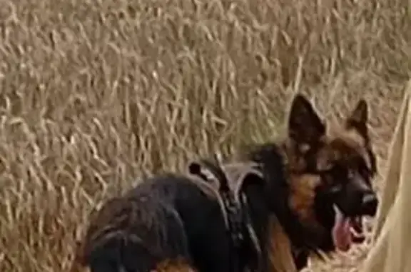 Собаки потеряшки, Калужская область, фото: Потеряшка овчарка в районе Подсосено, Ильинское