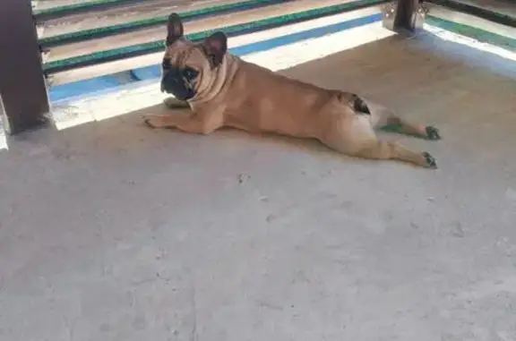 Найдена собака, Волгоград, фото: Собака найдена: Максимовский рзд 335