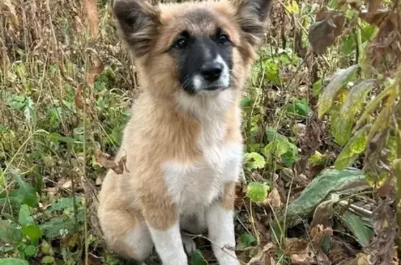 Пропала собака, Малаховка, Егорьевское шоссе