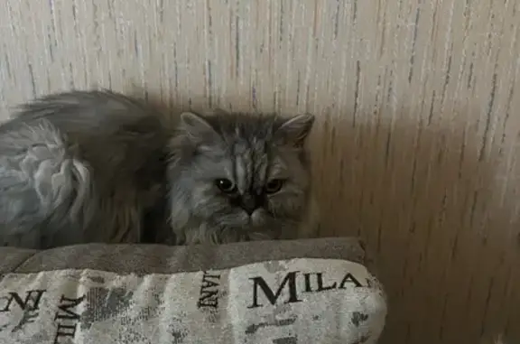 Найдена кошка, Челябинск, фото: Найдена кошка, ул. Бейвеля 63, Челябинск