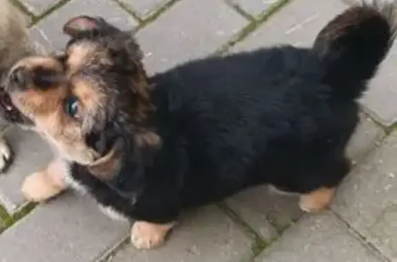 Пропала собака, Советская ул. 27, Мытищи