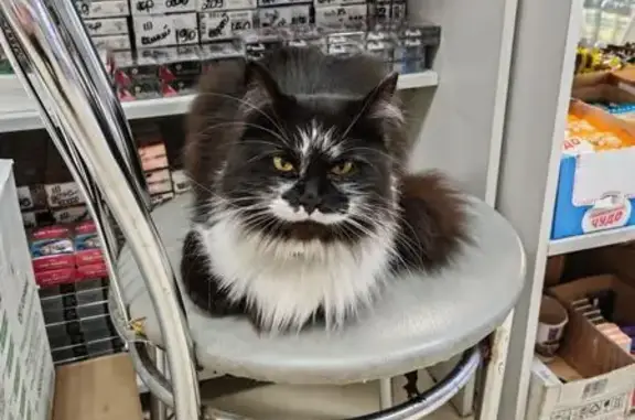 Найдена кошка, Нижний Новгород, фото: Кошка найдена на ул. Героя Чугунова