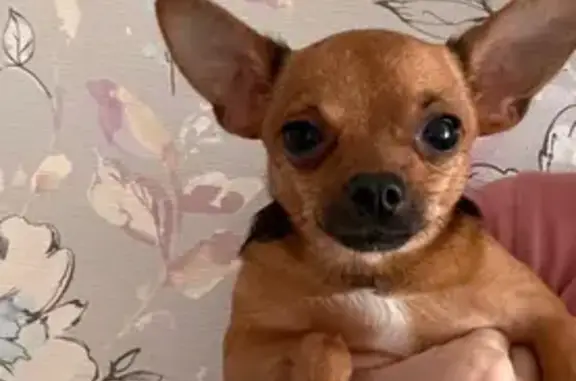 Собака найдена: ул. Ленина, Солянка