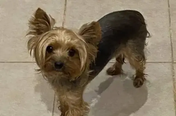 Найдена собака, , фото: Собака найдена: ул. Терновского, 170, Пенза