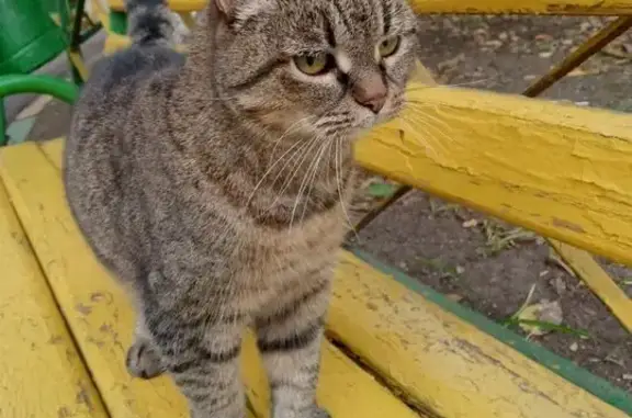 Кошка найдена: Октябрьский проспект, Люберцы