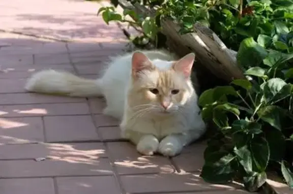 Кошки потеряшки, Раменский муниципальный округ, фото: Потеряшка кошка, МО, крупная и пушистая