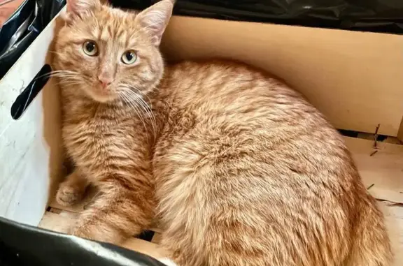 Пропала кошка, Эльтонская ул., Н. Новгород