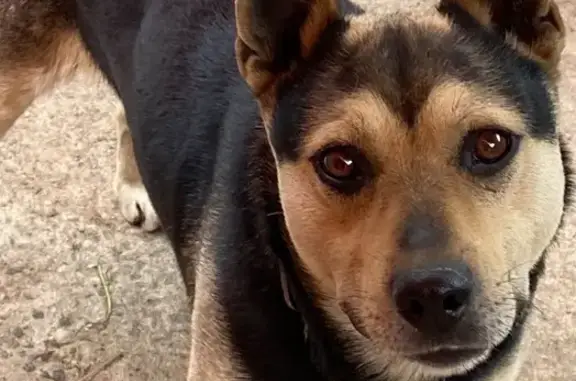 Пропала собака, Орша, ул. Ленина