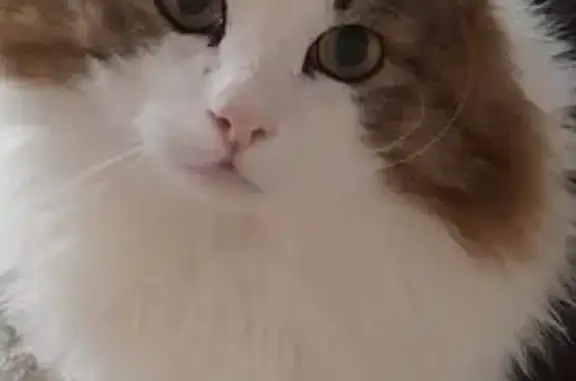 Кошки потеряшки, Хабаровск, фото: Потеряшка кошка, ул. Зои Космодемьянской, 28