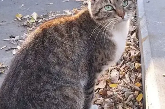 Найдена кошка, Бауманская ул. 19, Москва
