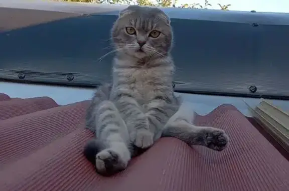 Кошки потеряшки, Мариуполь, фото: Потеряшка кошка, Жигулёвская 78, Мариуполь