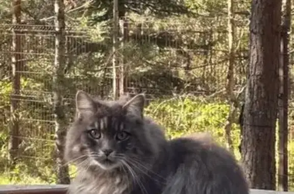 Найдена кошка, Владимирская область, фото: Кошка найдена в КП Сосновые озера, Красный Огорок