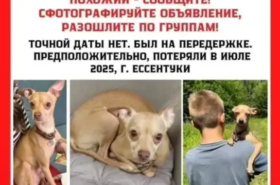 Пропала собака, Кисловодская 22, Ессентуки