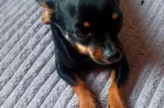 Пропала собака, Илимское с/п, ЗК.