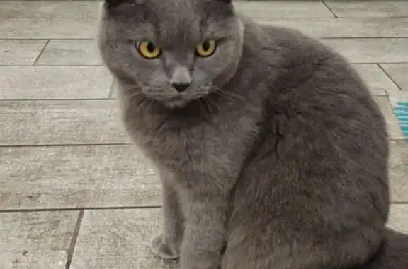 Пропала кошка, Энергичная 39, Ростов-на-Дону