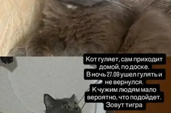 Кошки потеряшки, Ульяновск, фото: Потеряшка кошка, Отрадная ул., Ульяновск