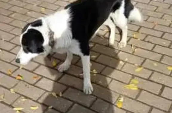 Найдена собака, Иваново, фото: Собака на территории завода, Ленина 73