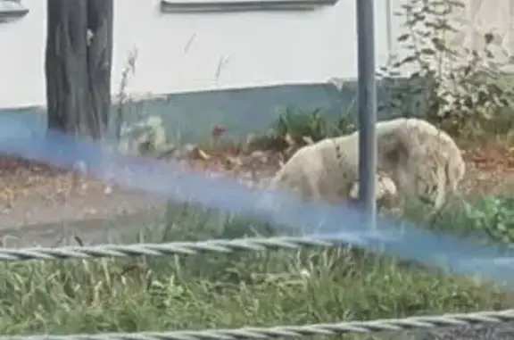 Найдена собака, Коломна, фото: Алабай на Октябрьской улице, Коломна