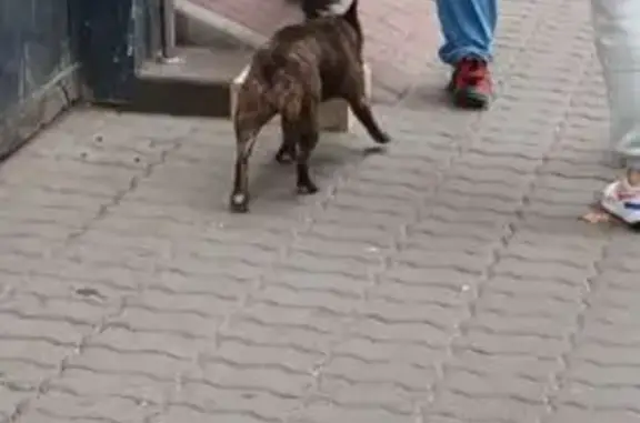 Собака найдена: Будённовский 86, Ростов-на-Дону