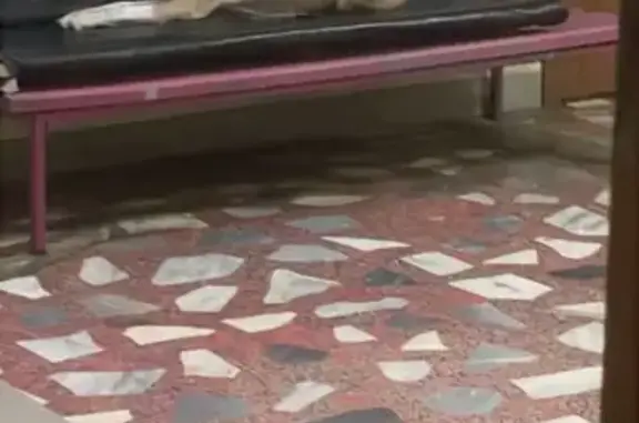 Найдена собака, Узловая, фото: Найдена собака, Привокзальная 7А, Узловая