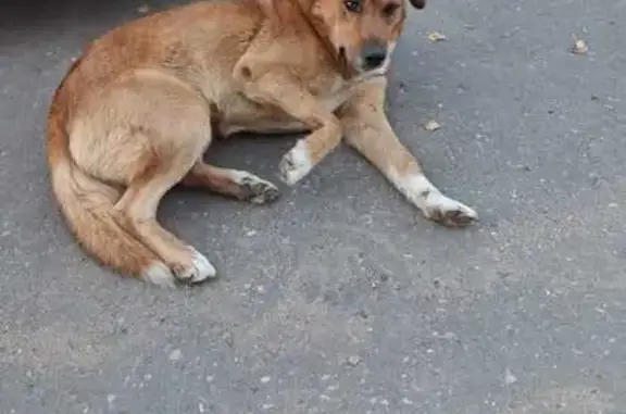 Найдена собака, Реммаш, фото: Найдена собака в пос. Реммаш, 46К-8400