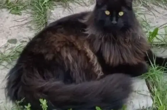 Пропал кот, Авроры 103, Самара