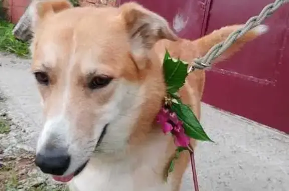 Найдена собака, Реммаш, фото: Найдена собака, п. Реммаш, 46К-8400