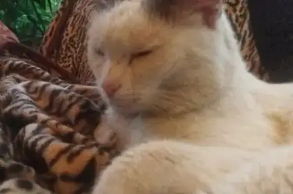 Кошки потеряшки, Кемеровская область, фото: Потеряшка кошка, Новокузнецк, Кем. обл.