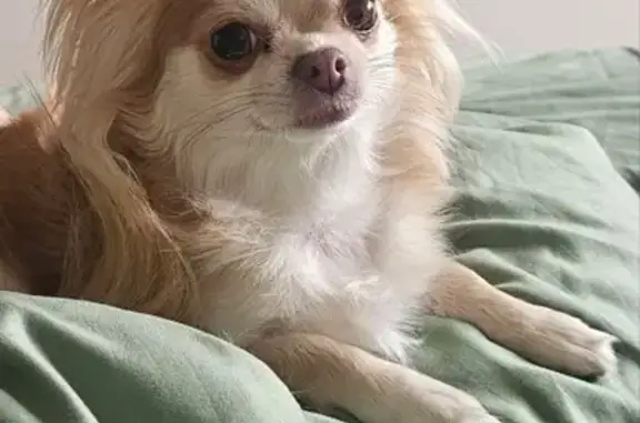 Собаки потеряшки, Москва, фото: Потеряшка чихуахуа, Кустанайская 6, Москва