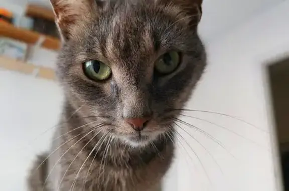 Кошки потеряшки, Чебоксары, фото: Потеряшка серая кошка, Чебоксары, Лаврентия 28