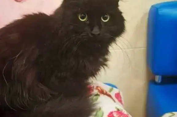 Кот найден в подъезде на Уточкина, 2 к1