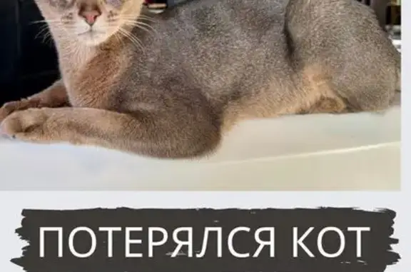 Пропала кошка, Кленовая ул. 28, Седельниково