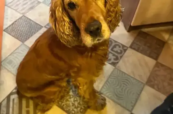 Найдена собака, Томск, фото: Собака найдена: Томск, Тенистая 8