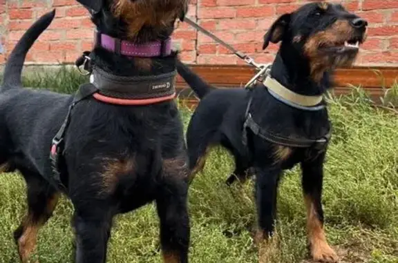 Пропали ягдтерьеры, Оханский р-н, Пермь