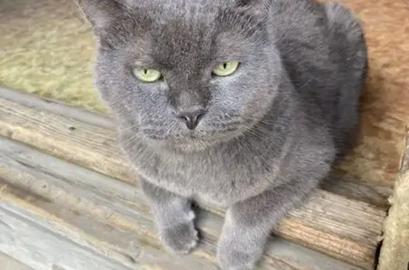 Пропала кошка, Холмск, Сахалинская обл.