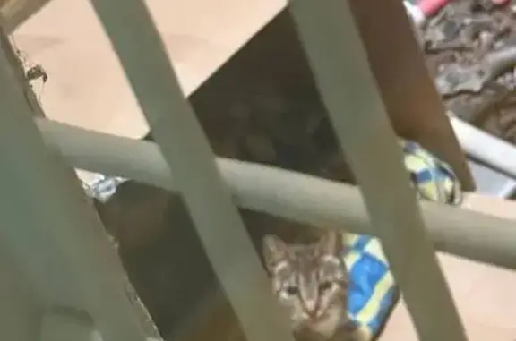 Кошка с котятами, Казначейская 5, СПб