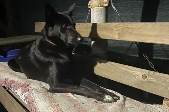 Пропала черная собака, Рязань