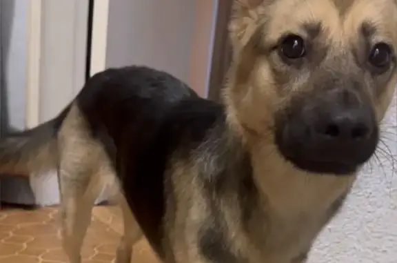 Пропала собака, Тольятти, Свердлова 39